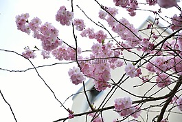 性質(zhì),開花,春天