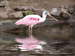 鳥,動物園,水