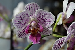 蘭花,花,開花