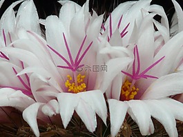 仙人掌,白,鮮花