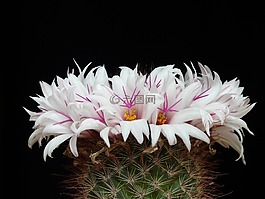 仙人掌,白,鮮花