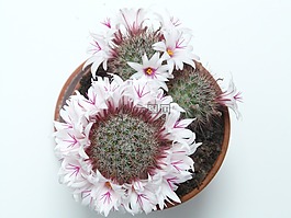 朵朵花圈,仙人掌,白