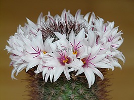 鮮花,仙人掌,白