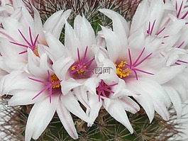 仙人掌,白,鮮花