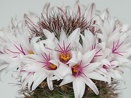 仙人掌,白,鮮花