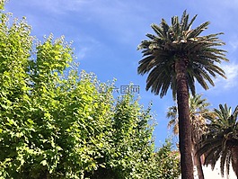 棕櫚樹,棕櫚,樹