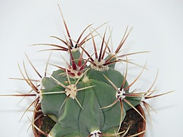 仙人掌,ferocactus latispinus,ferocactus