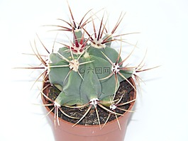 仙人掌,ferocactus latispinus,ferocactus