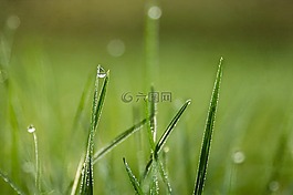 草,滴,露水