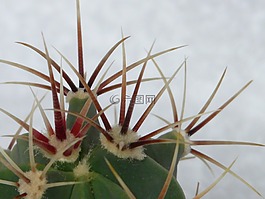 带动,仙人掌,ferocactus latispinus