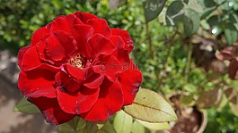 羅莎,花卉,性質(zhì)