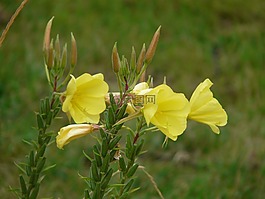 月见草,开花,黄色