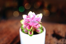 粉紅色,花,花瓶