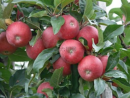 苹果,成熟,红色
