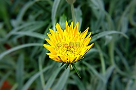 黃色,花瓣,花