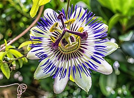 開(kāi)花,激情花,西番蓮