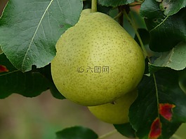 瑞士 wasserbirne,梨,大多数梨