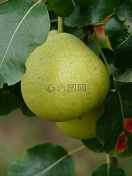 大多数梨,瑞士 wasserbirne,梨