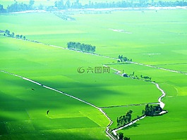 稻田,綠色,如詩如畫