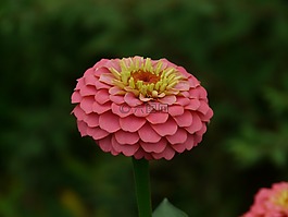 百日草,鮮花,豐富多彩