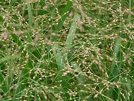 嗦草,草,中型嗦草