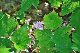 葉,自然,植物區(qū)系