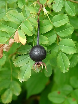 rosa pimpinellifolia,玫瑰果,水果