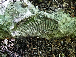 石化,ammonit,外壳