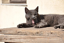 小猫,困了,懒惰