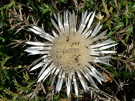 蓟,银蓟,carlina acaulis
