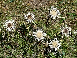 蓟,silberdisteln,carlina acaulis
