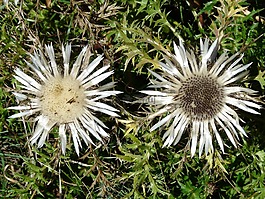 蓟,银蓟,carlina acaulis