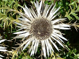 蓟,银蓟,carlina acaulis
