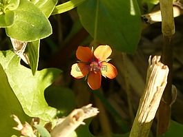 · ?？思捌?anagallis,農(nóng)業(yè)植物,開花