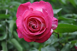 玫瑰,粉色,花園