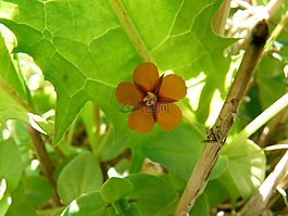 · 埃克及其 anagallis,農(nóng)業(yè)植物,開花