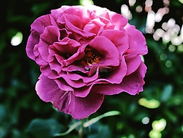鮮花,羅莎,紫