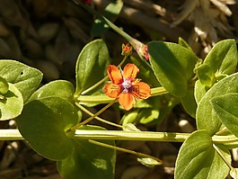 · ?？思捌?anagallis,農(nóng)業(yè)植物,開花
