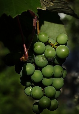 葡萄,漿果酒,穗