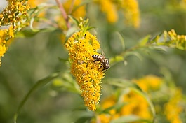 蜜蜂,花,蜂蜜