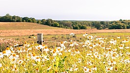 原野,鮮花,黃色