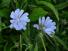 菊苣,開(kāi)花,淺藍(lán)色