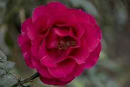 花,自然,玫瑰