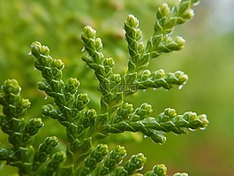 綠色,植物,自然
