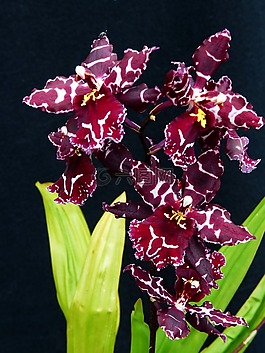 蘭花,鮮花,廠