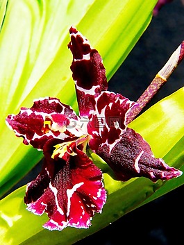 蘭花,廠,開花
