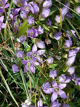 德國 fransenenzian,龍膽,花