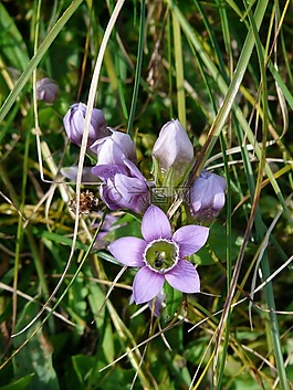 德國 fransenenzian,龍膽,花