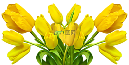 郁金香,復(fù)活節(jié),性質(zhì)