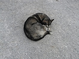 西伯利亞雪橇犬,赫斯基,狗